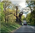 Savernake Forest - Big Belly Oak in SN8 4NE
