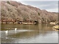 Swans on the Reservoir in HD9 4DT