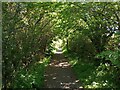Track through woodland above Luggie Water in G66 3AY