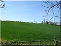Crop field and wind turbines near Town Kelloe in TS29 6NR