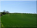 Hillside crop field near Town Kelloe in TS29 6NR