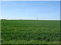 Crop field west of Trimdon Grange in TS29 6NP
