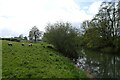 Riverbank near Derwent Dale Farm in YO41 1AT