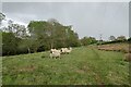 Sheep and footpath beside the River Derwent in YO41 1AT
