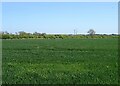 Crop field east of Butterwick Road in TS21 4BD