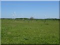 Grazing and wind turbines, Butterwick  in TS21 3ER