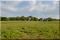 Meadowland and hedgerow trees near Great Gibcracks in CM2 7TG