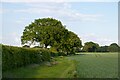 Hedgerow Trees on Field Boundary, East Hanningfield in CM2 7TB