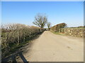 Hedge-lined track giving access to Weary Hall in CA7 1AB