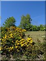 Gorse bank beside the A181 in Thornley