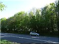 Wicket Wood beside the A181 in DH6 3LY