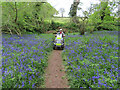 Mobility scooter among bluebells, Godolphin House in TR13 9TH