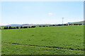 Cattle near Greenhaugh in AB54 4RA