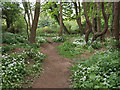 Footpath through the woods near Little Beck in YO22 5DU