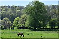 Milton Abbas: Field used for grazing in DT11 0BS