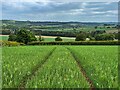 Tractor lines in a field of oats in S75 5EA