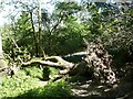 Fallen tree across Scar Water path in DG3 4BH