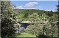 Lichen-covered trees beside Loch Faskally in PH16 5NE