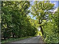 A large oak overlooking School Road in AL2 3FX