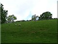 Sheep grazing on bank, Howl Dale in YO62 7TL