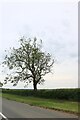 Tree on Elton Road, Sibson in Sibson-cum-Stibbington