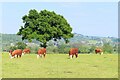 Hereford cattle at Holme Lacy in HR2 6LN
