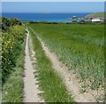 Footpath at edge of field to west of Trevone in PL28 8QY