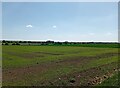 Flat landscape near to No Ditch Balk in CB7 5AW