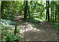 Woodland Paths near Hurtmore in GU7 2RS