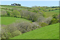 Pasture and woodland, St Gennys in EX23 0JN