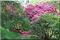 Rhododendrons in Park Wood in HR5 3HP