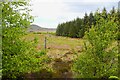 Forest edge near Aultnamain in IV19 1LH