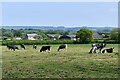 Margaret Marsh, Thornton Farm: Grazing cows in DT10 1HG