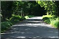 Bloxworth: Road through a large wooded area in BH20 7EH