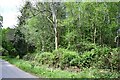 Bloxworth: Dense woodland in BH20 7EH