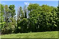 Thornicombe: Small wooded area in DT11 9AF