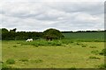 Spetisbury: Field used for grazing in DT11 9DY