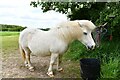 Spetisbury: Tethered pony left with a bucket of feed in DT11 9DY