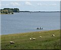 Sheep along the shoreline of Rutland Water in Rutland