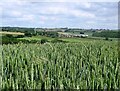 Wheat field By Owler Car Lane in Ridgeway & Marsh Lane Ward