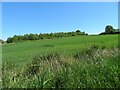 Field at New Netherton in KY4 0HD
