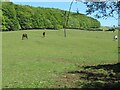 Grazers below Harran Hill Wood in KY4 0HT