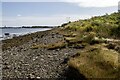 Salt marsh vegetation bordering Montrose Basin, Angus in DD10 9TJ