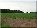 Potato crop, Whitecross Farm in NR9 4AE