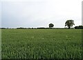 Cereal crop off Dereham Road in NR9 4QH