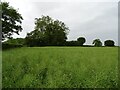 Oilseed rape Downham in North Wymondham Ward