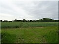 Cereal crop, Downham in North Wymondham Ward