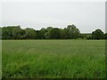 Cereal crop towards woodland in North Wymondham Ward