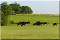 Pasture, Wargrave in Crazies Hill and Cockpole Green