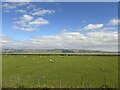 Sheep grazing on Millom Marsh in LA18 5HA